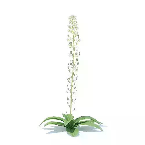 Field Pennycress 3D Model 3D model