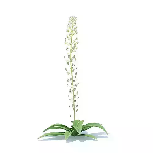 Field Pennycress 3D Model