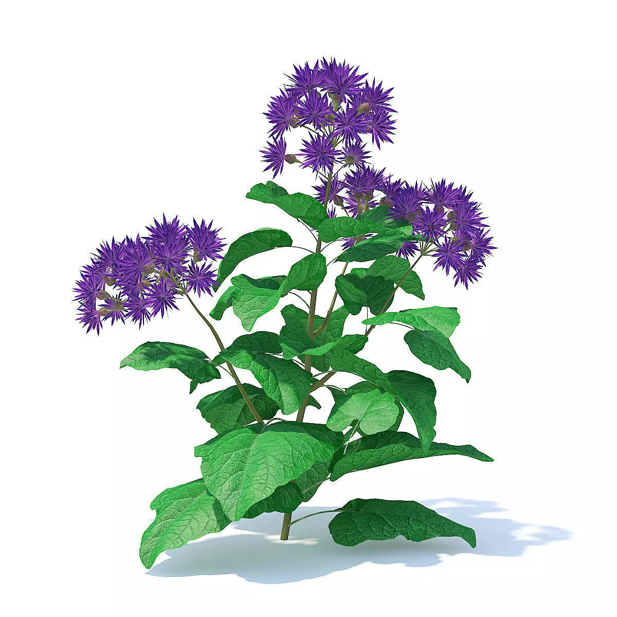 Thistle 3D Model plant 3D model_0