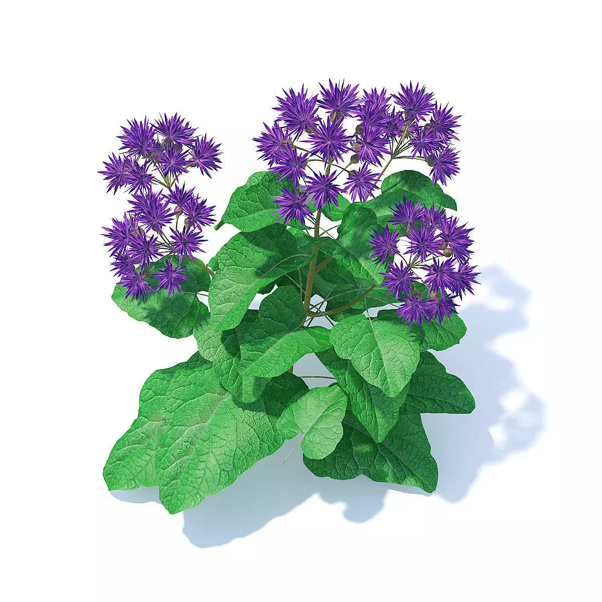 Thistle 3D Model plant 3D model_1