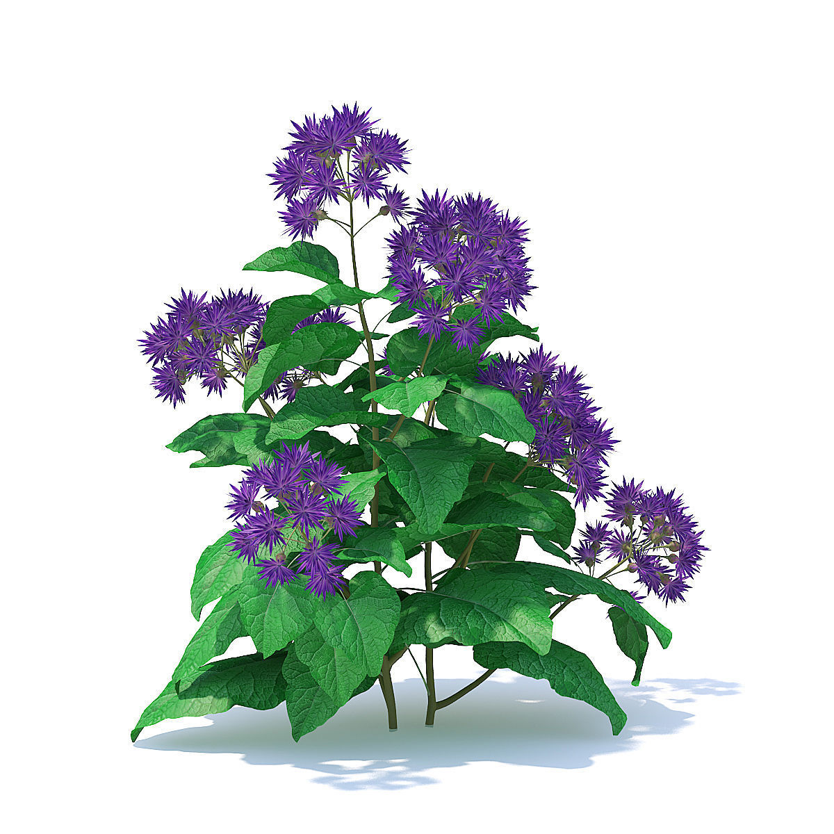 Thistle 3D Model flower 3D model_2