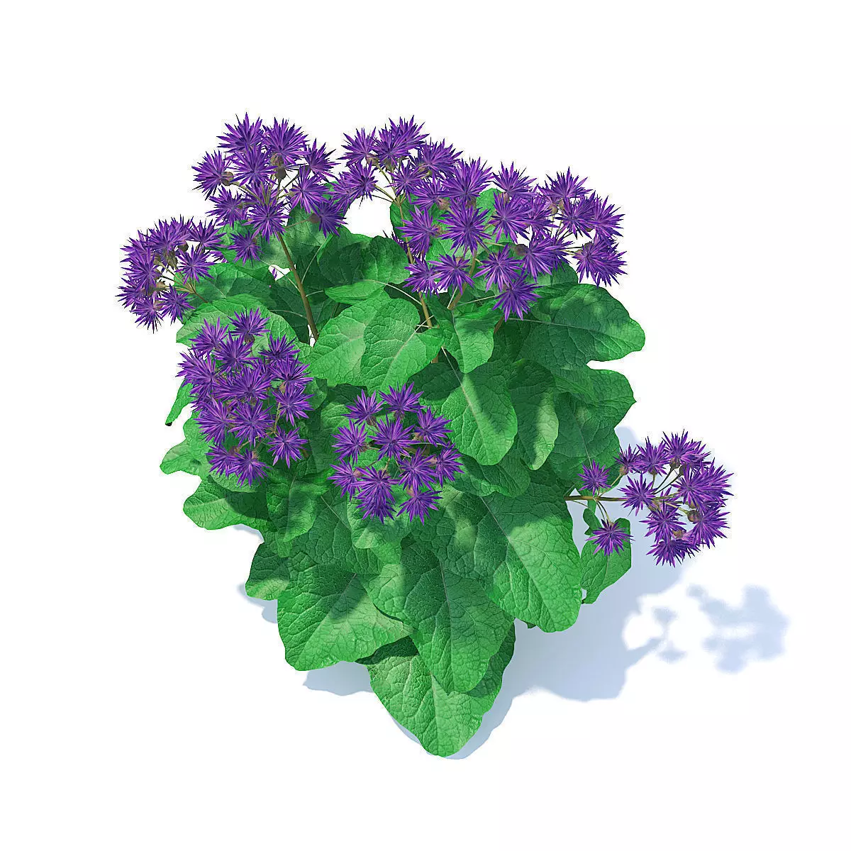 Thistle 3D Model flower 3D model_0