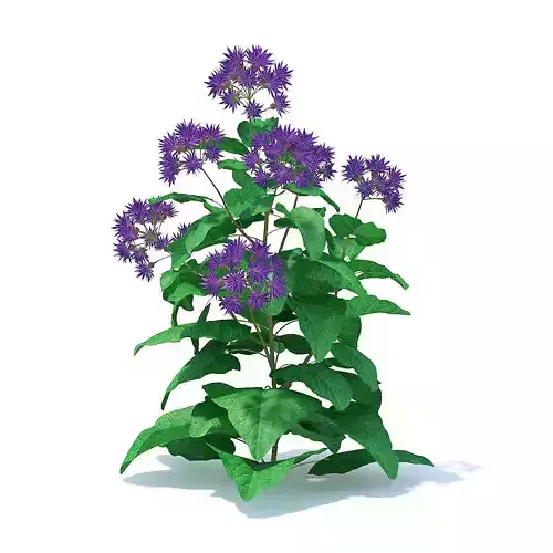 Thistle 3D Model plant with flowers