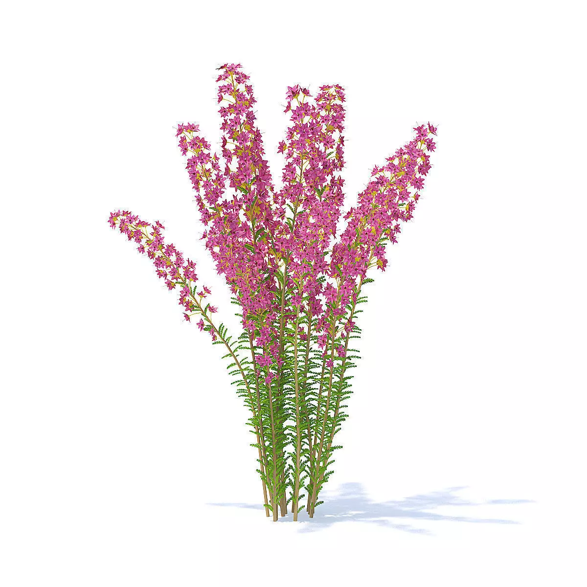 Heather 3D Model flowers 3D model