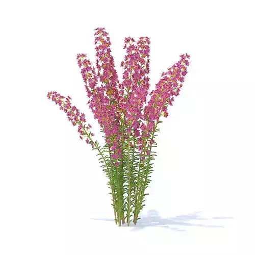 Heather 3D Model flowers 3D model