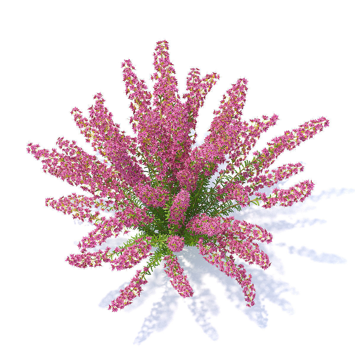 Heather 3D Model hibiscus 3D model_1