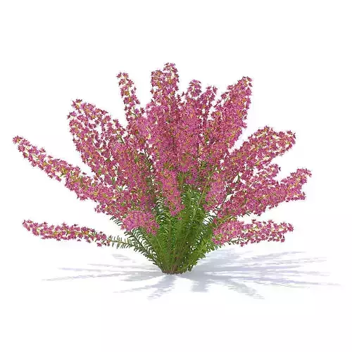 Heather 3D Model hibiscus 3D model