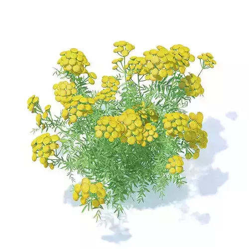 Tansy 3D Model flowers