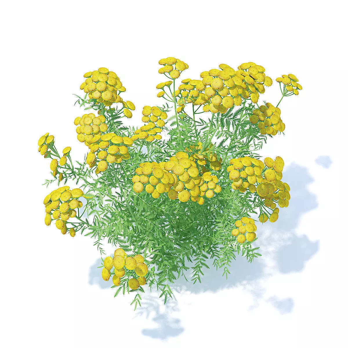 Tansy 3D Model flowers 3D model