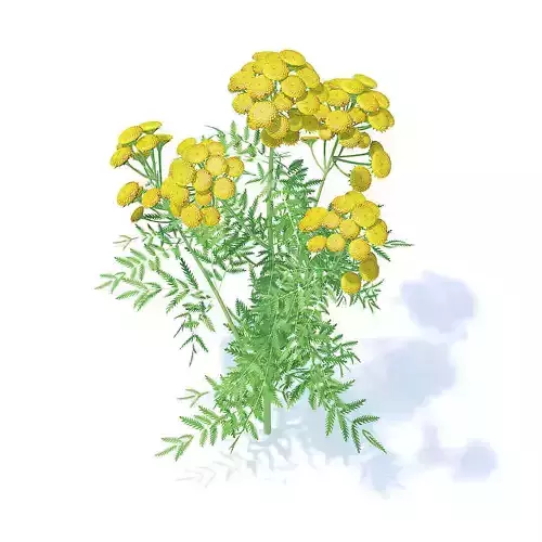 Tansy 3D Model flowers