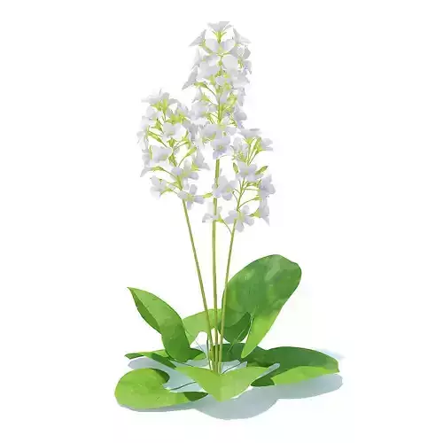 Scurvy-grass 3D Model lily of valley flowers