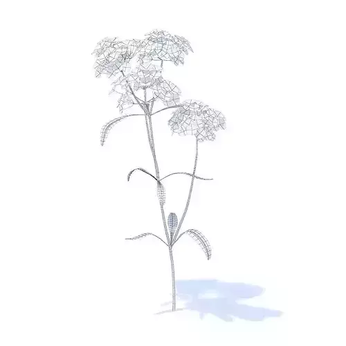 Yarrow 3D Model fennel