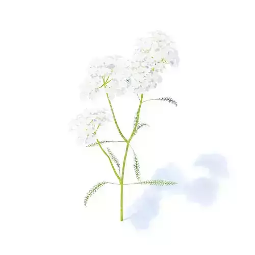 Yarrow 3D Model fennel 3D model