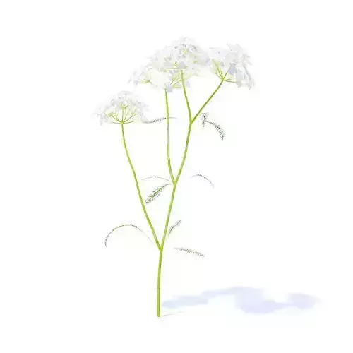 Yarrow 3D Model fennel