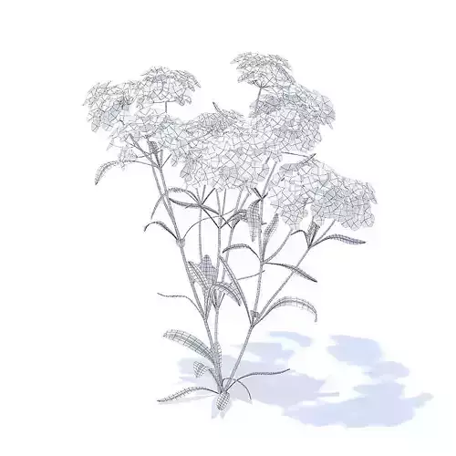 Yarrow 3D Model fennel