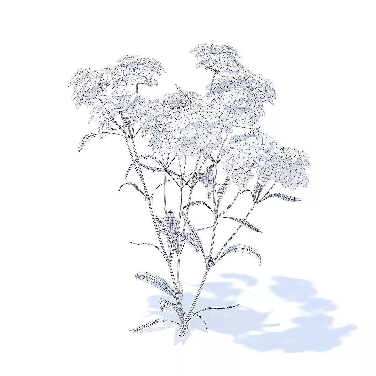 Yarrow 3D Model fennel 3D model_3