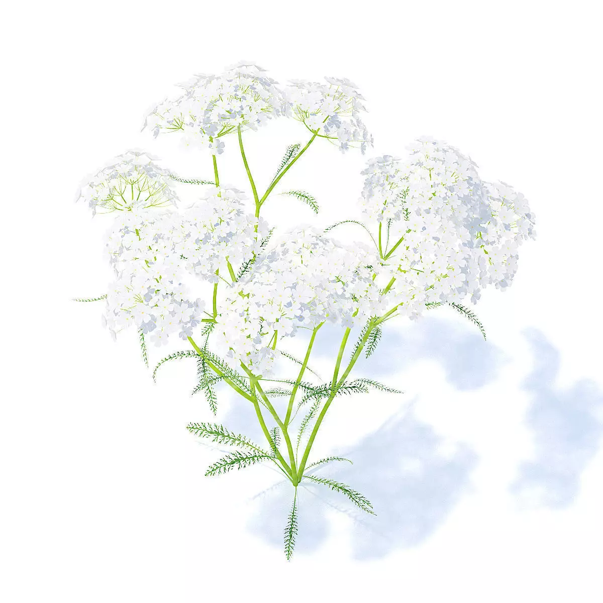 Yarrow 3D Model fennel 3D model_0
