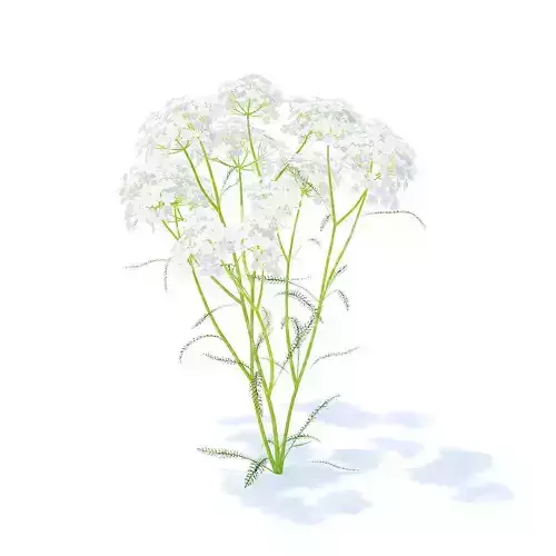 Yarrow 3D Model fennel