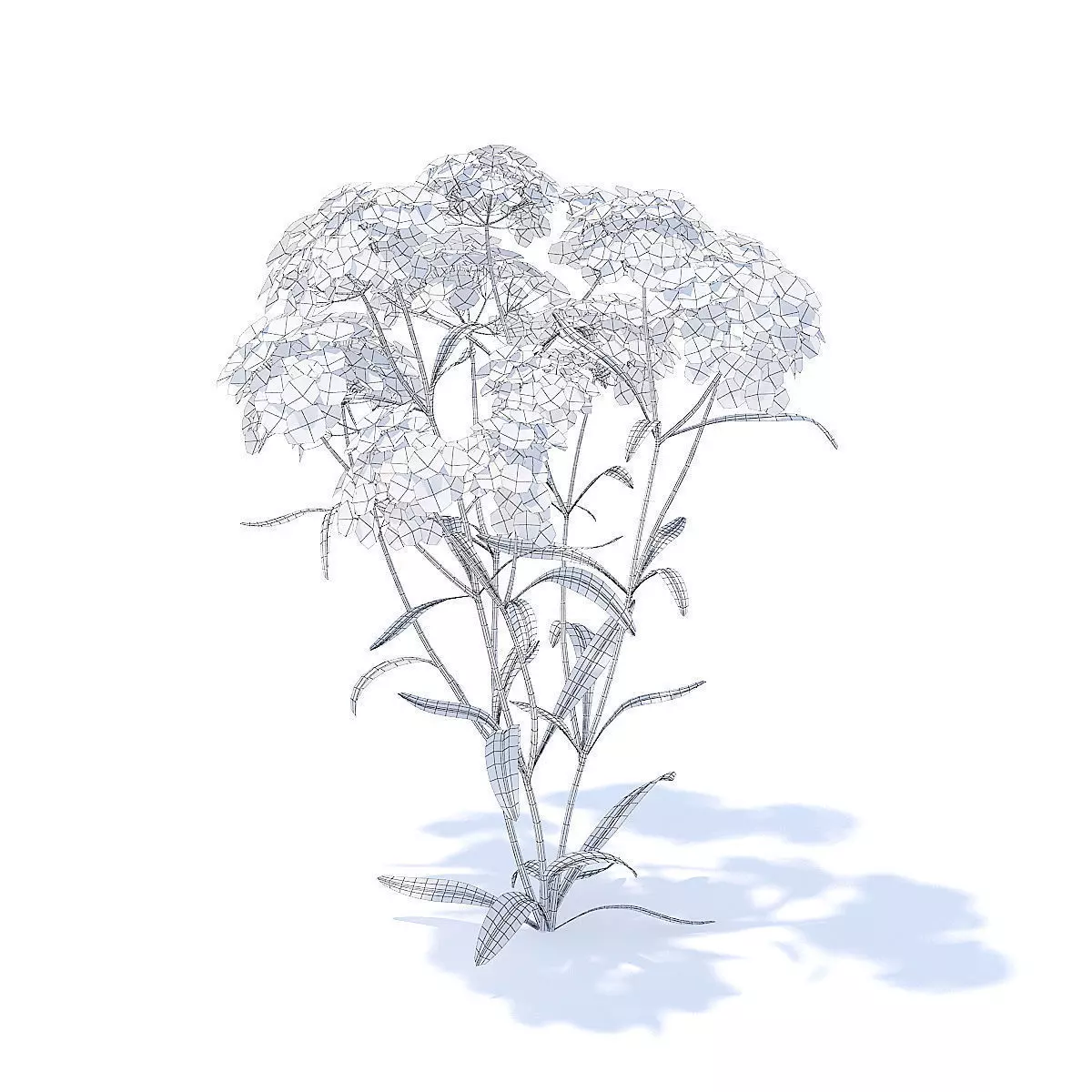 Yarrow 3D Model fennel 3D model_1