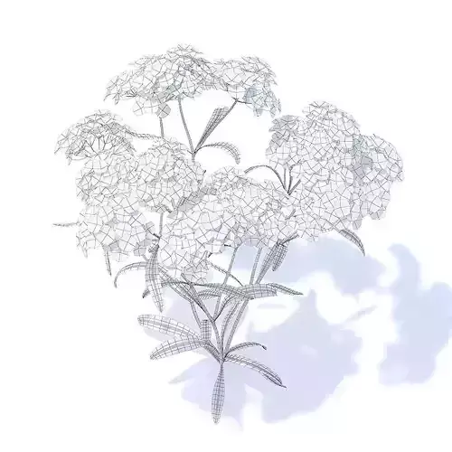 Yarrow 3D Model fennel