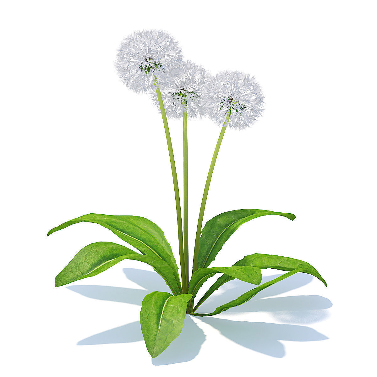 Sow-thistle 3D Model three dandelions 3D model_2