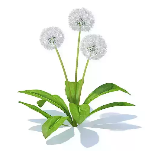 Sow-thistle 3D Model three dandelions