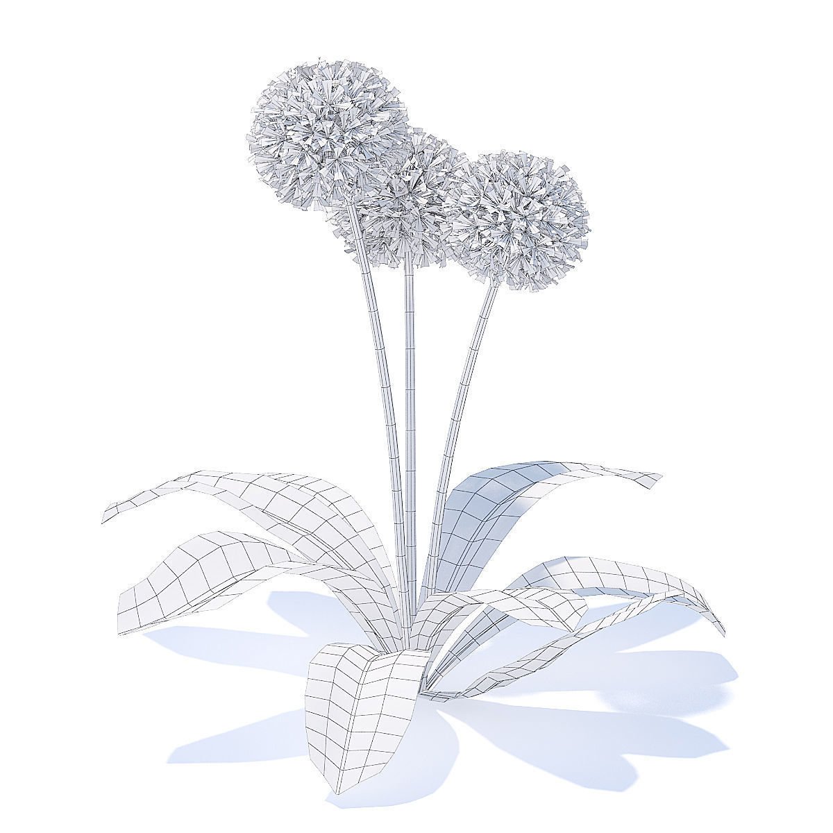 Sow-thistle 3D Model three dandelions 3D model_4