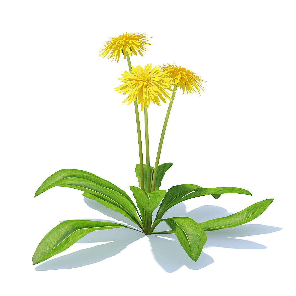 Sow-thistle 3D Model dandelion flowers 3D model_1