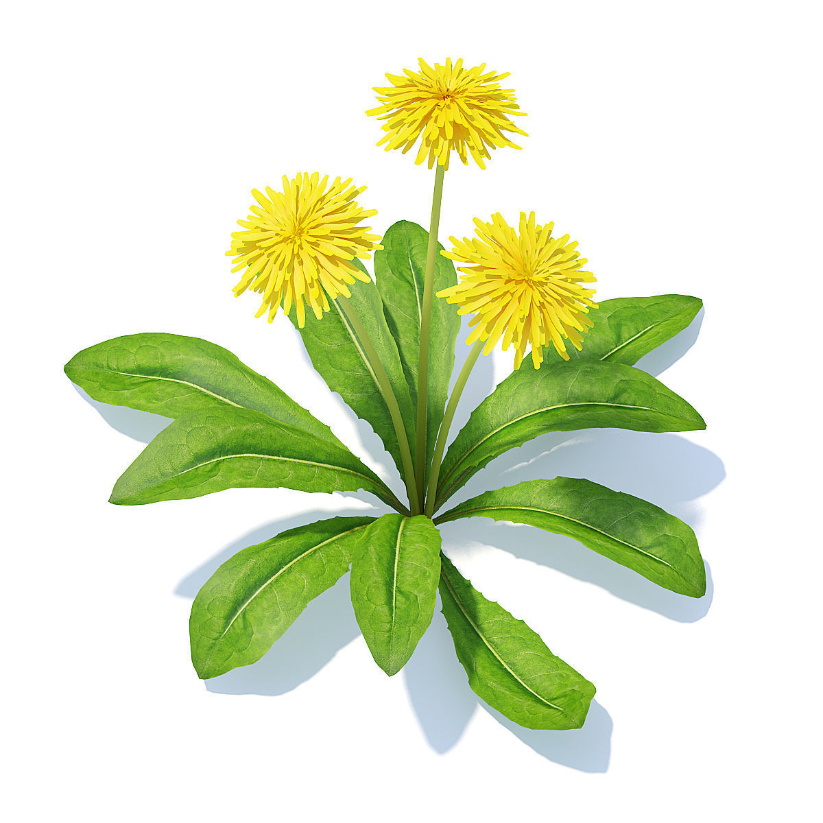 Sow-thistle 3D Model dandelion flowers 3D model_2
