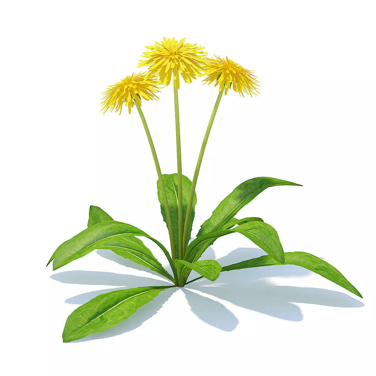Sow-thistle 3D Model dandelion flowers 3D model_0