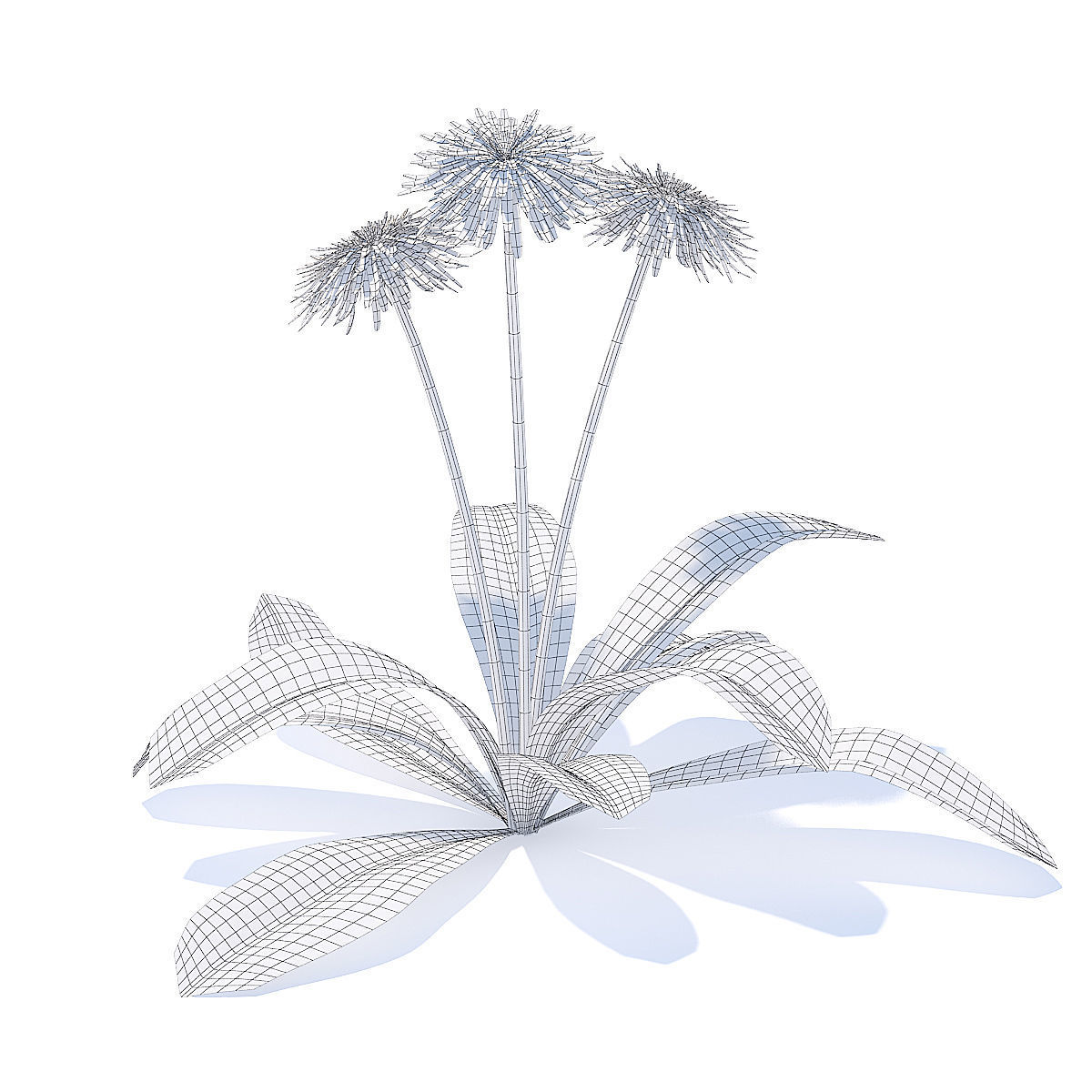 Sow-thistle 3D Model dandelion flowers 3D model_5