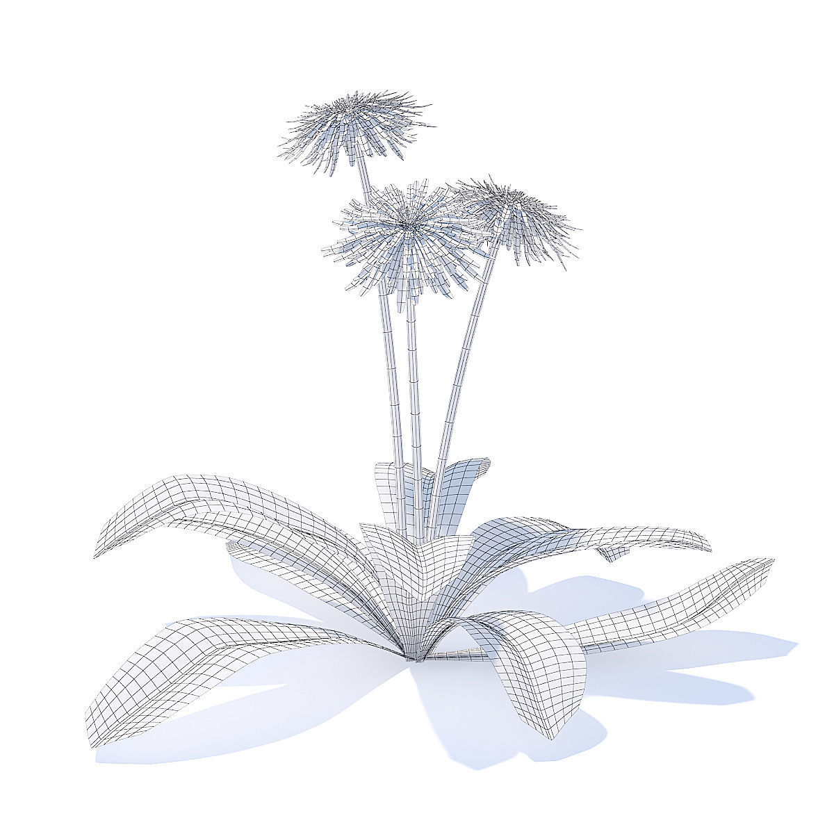 Sow-thistle 3D Model dandelion flowers 3D model_3
