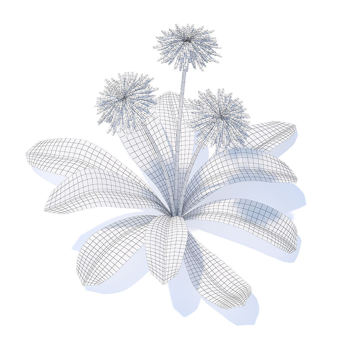 Sow-thistle 3D Model dandelion flowers 3D model_4