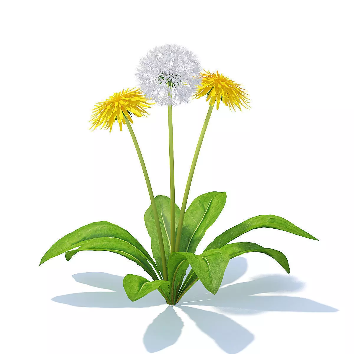 Sow-thistle 3D Model three dandelions 3D model