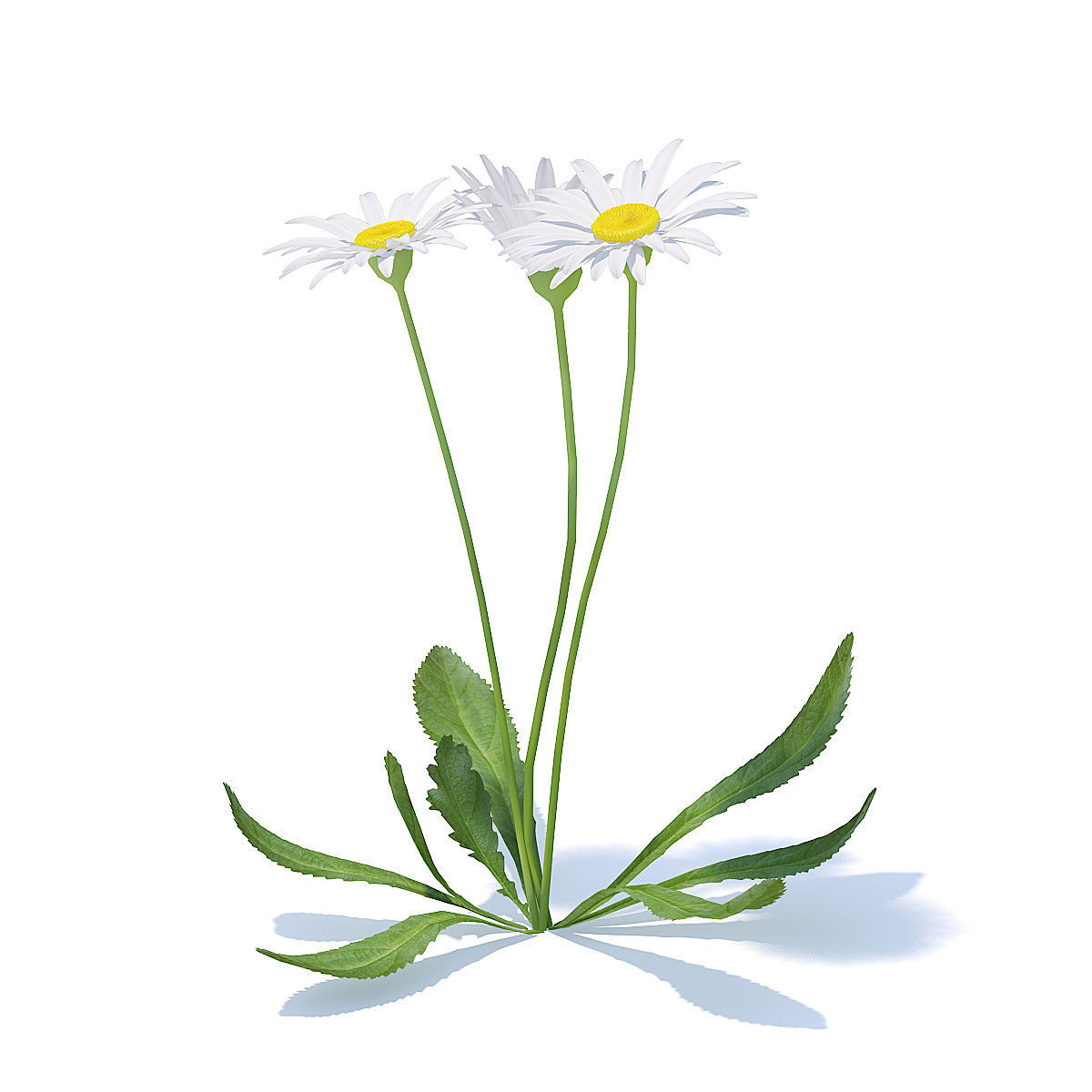 Daisies 3D Model three 3D model_2