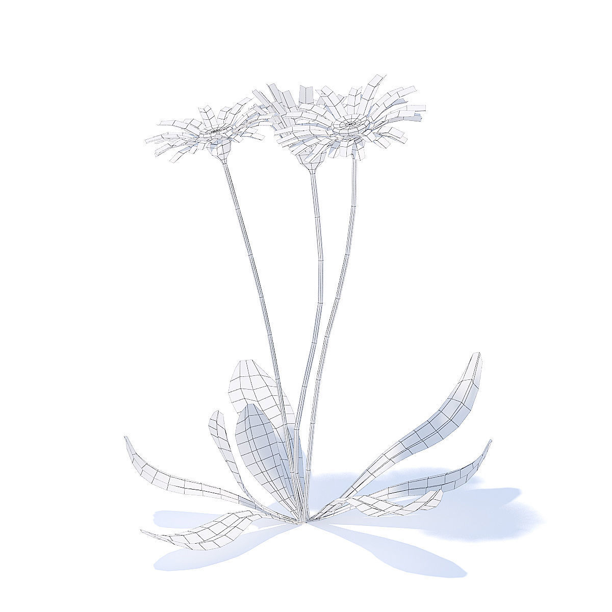 Daisies 3D Model three 3D model_4
