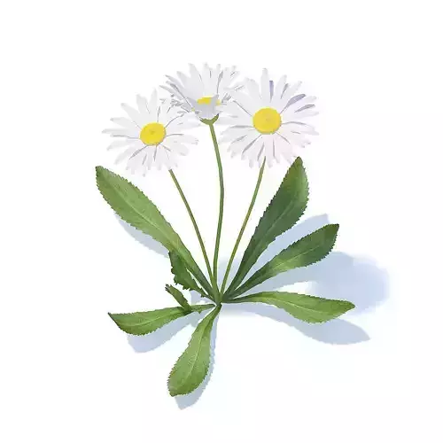 Daisies 3D Model three