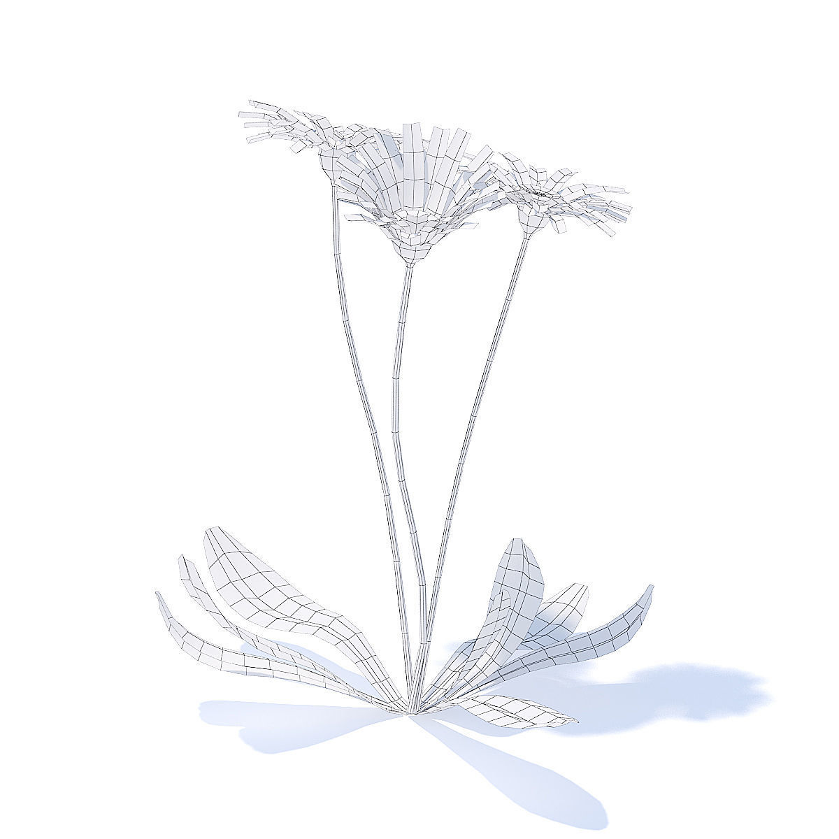 Daisies 3D Model three 3D model_5