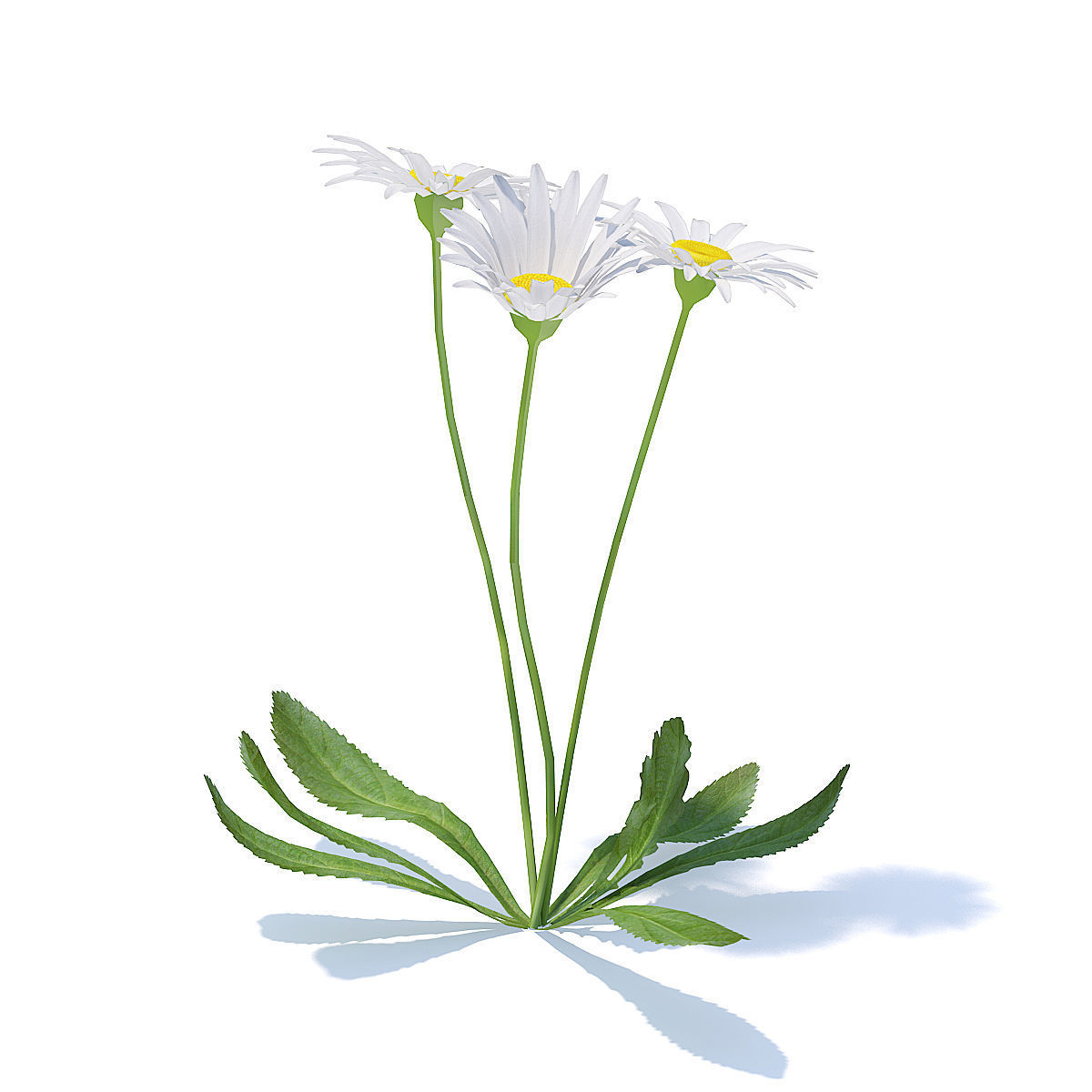 Daisies 3D Model three 3D model_1