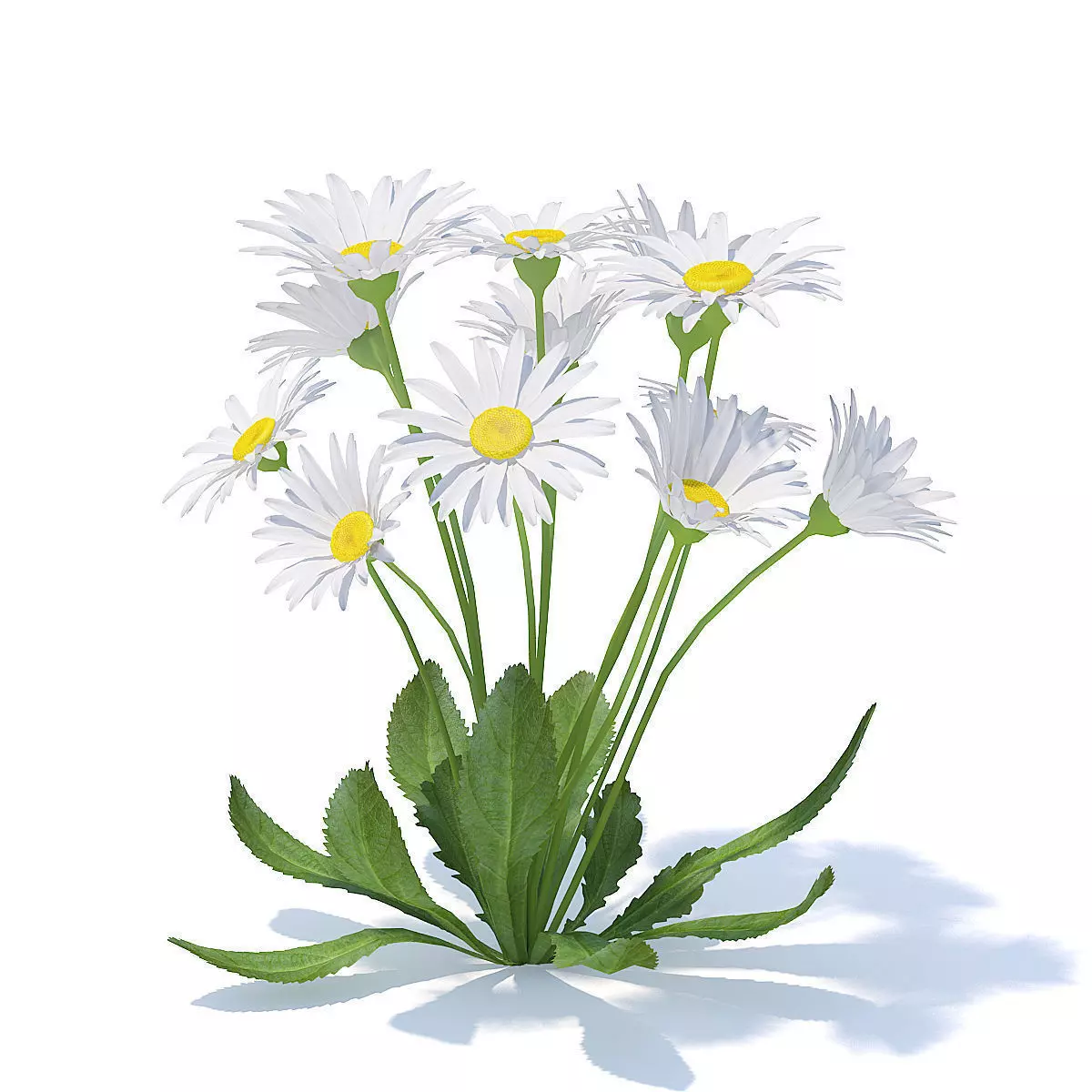 Daisies 3D Model 3D model_1