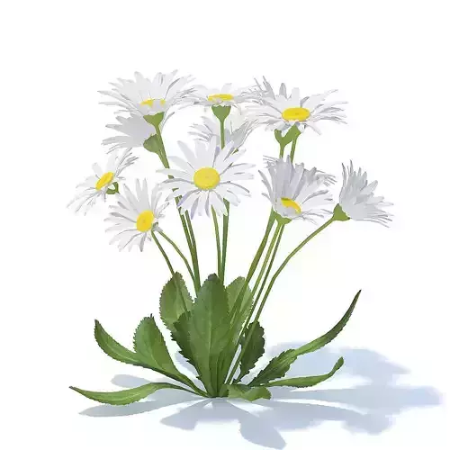 Daisies 3D Model