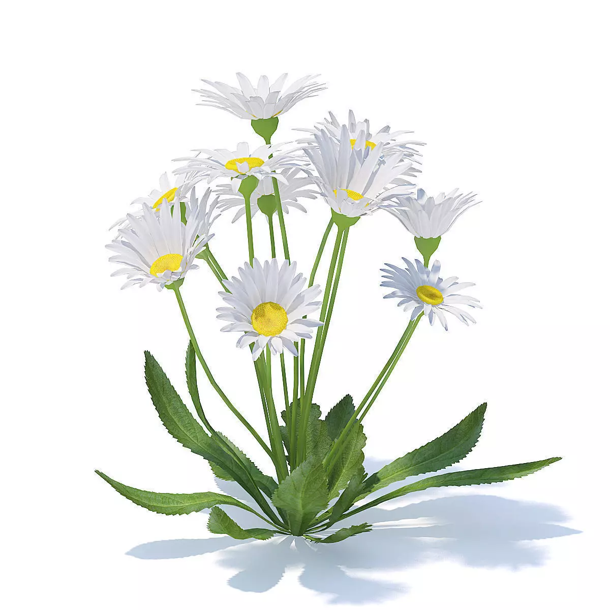 Daisies 3D Model 3D model_4
