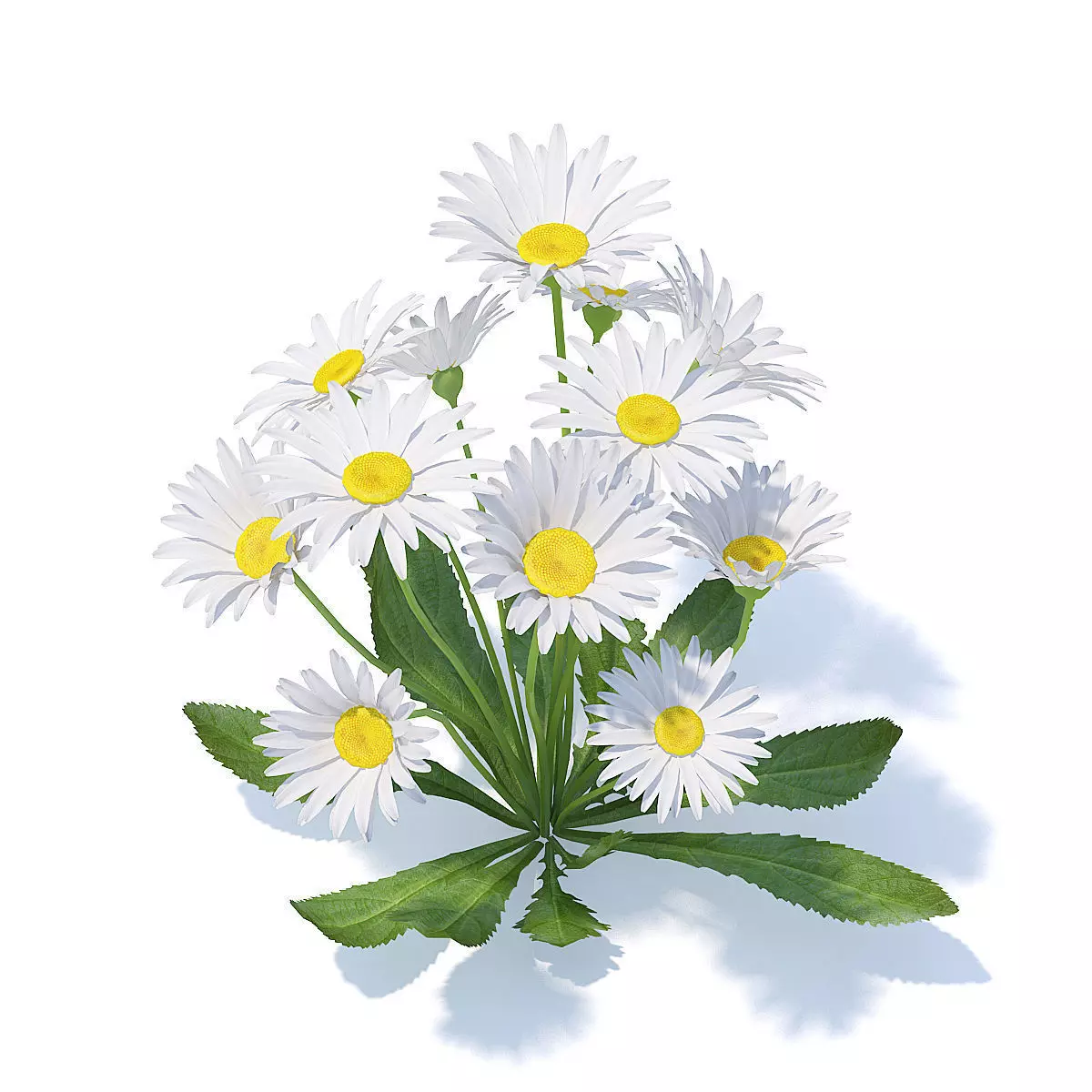 Daisies 3D Model 3D model_0