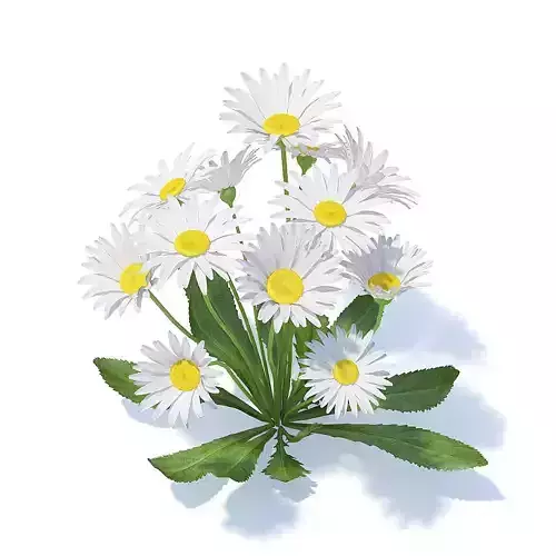 Daisies 3D Model