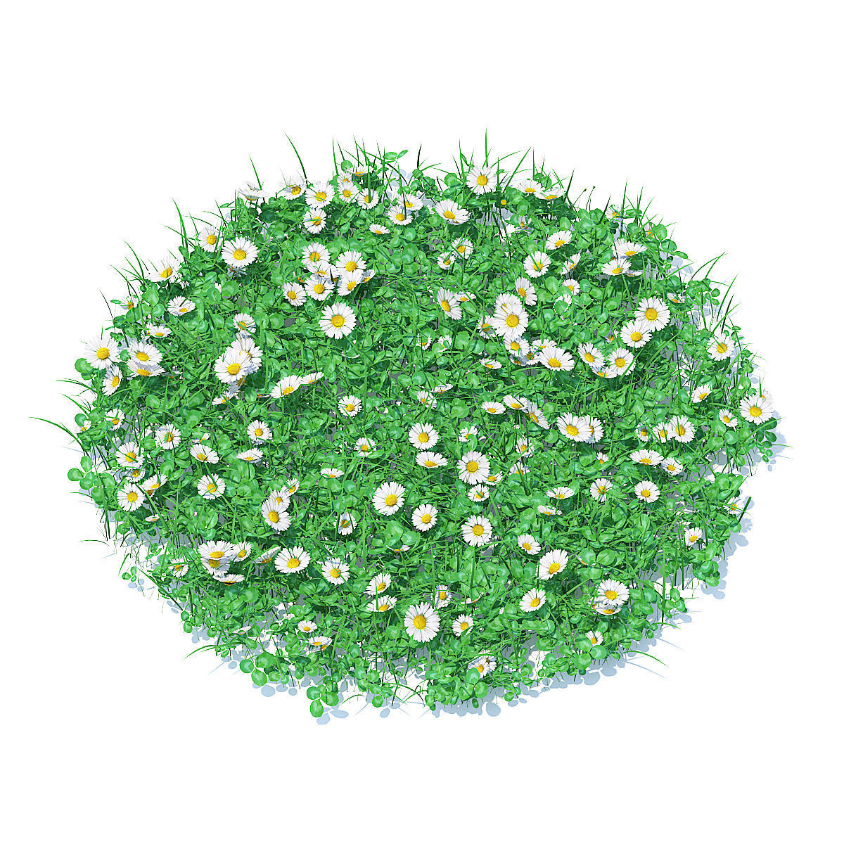 Grass with Clover and Daises 3D Model 3D model_2