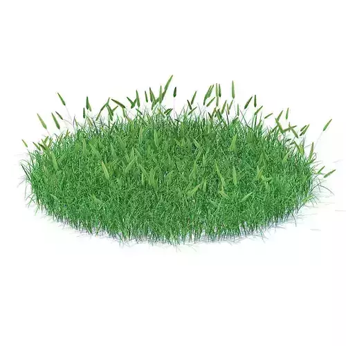 Flowering Grass 3D Model