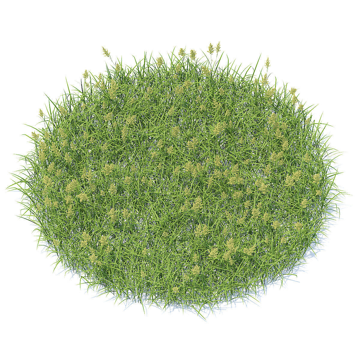 Flowering Grass 3D Model 3D model_1