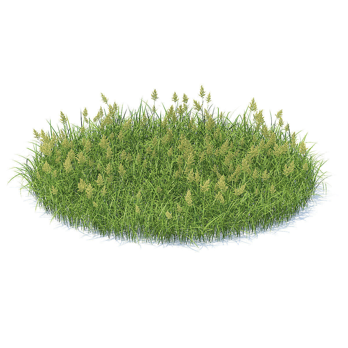 Flowering Grass 3D Model 3D model_2