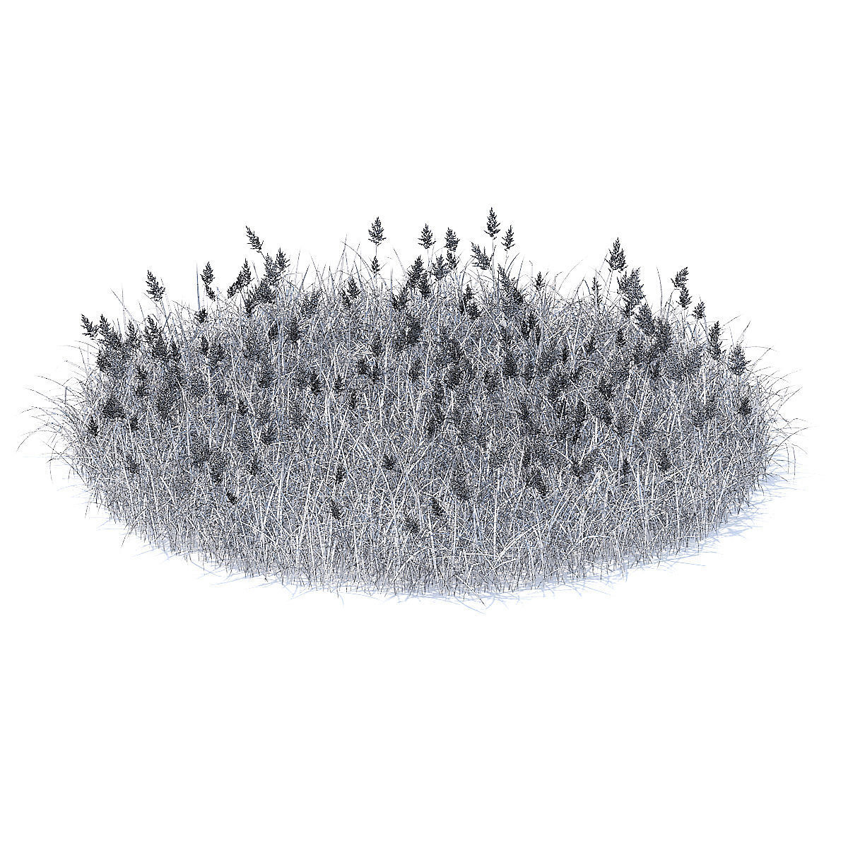 Flowering Grass 3D Model 3D model_5