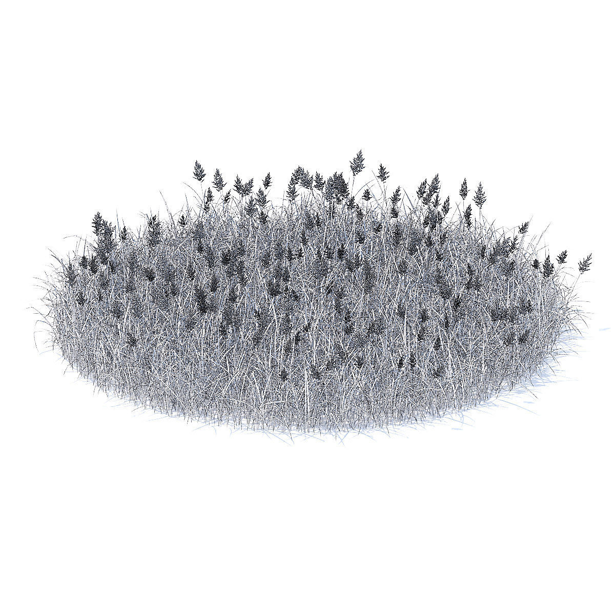Flowering Grass 3D Model 3D model_4